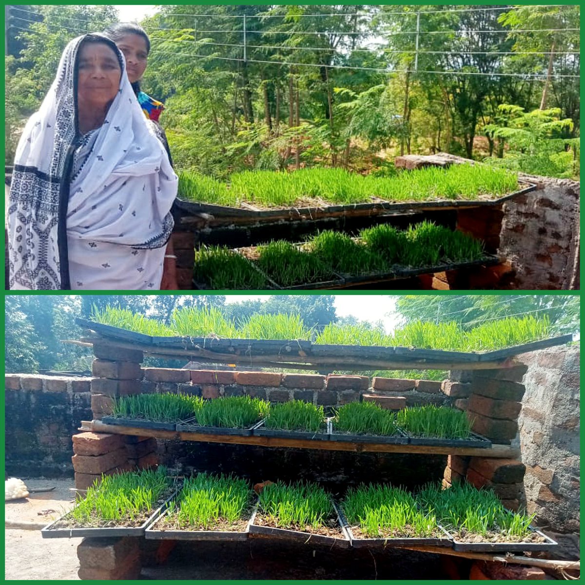 mvraoforindia's tweet photo. Hydroponics..Fodder Cultivation
Women Farmers
Saharjore Purulia
👏🌿🌷 https://t.co/s4LG0ti9cm