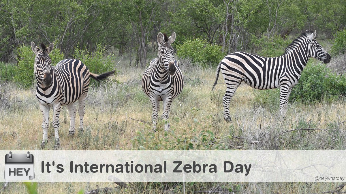 It's International Zebra Day! 
#InternationalZebraDay #ZebraDay #WorldZebraDay