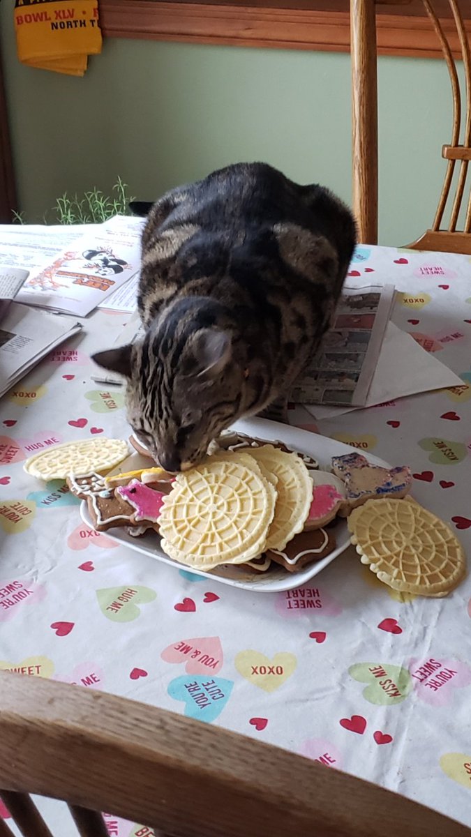 CooCoo4CocoCat's tweet photo. The humans think the cookies are safe. I'll show them 😼 https://t.co/3xDRFtqXjW
