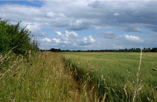 SamCook_IPM's tweet photo. New paper with @Lea_Carlesso &amp; @ADB0806 et al -tramline compaction can inhibit movement of soil-dwelling #beneficials so #fieldmargins best orientated parallel to long tramlines (rather than at the 'short end' where machinery traffic turns &amp; is highest)  https://t.co/J3DL12ua9L https://t.co/Pm4McqkRTe