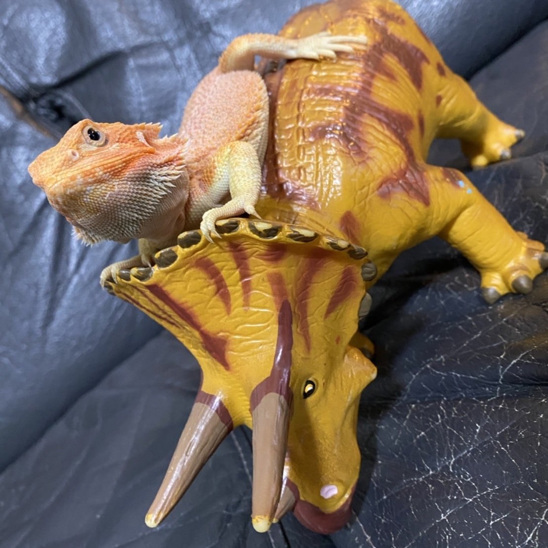 デュビア！コロニーごと譲ります。爬虫類、大型魚の餌に！引き取り限定