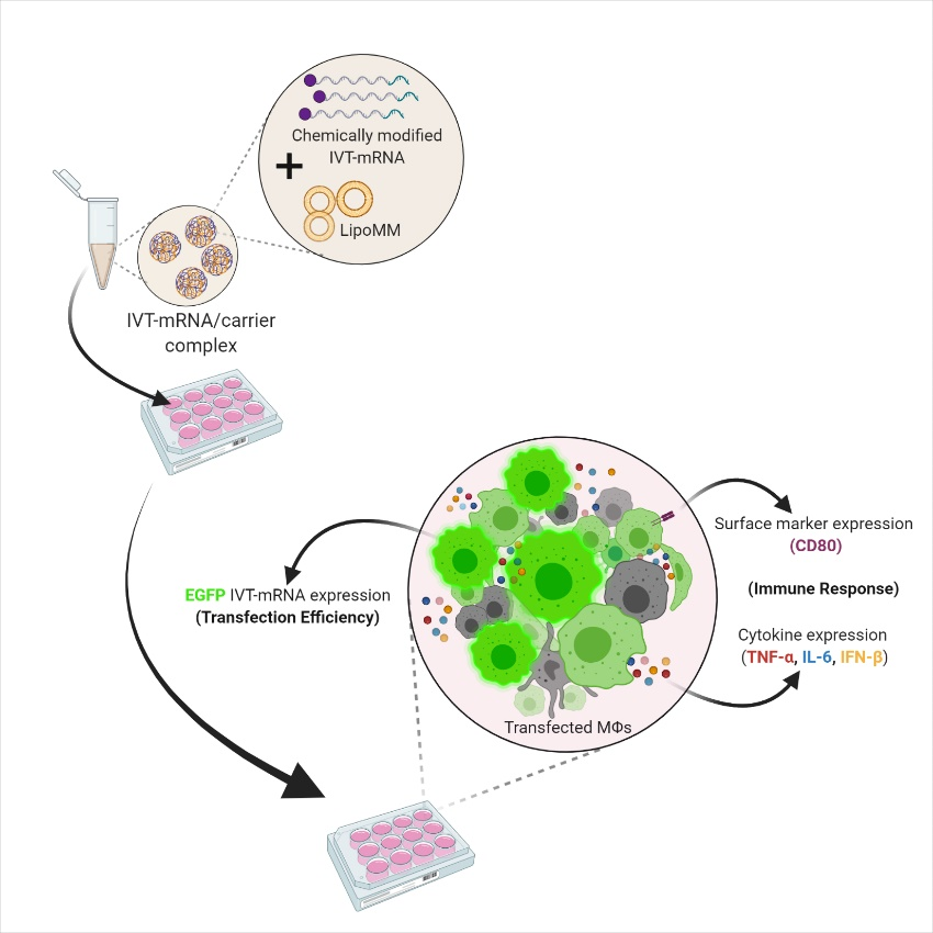 HereonHelmholtz's tweet image. Hanieh Moradian from our Institute in Teltow and her colleagues found in their new study that the #ChemicalModification of uridine modulates mRNA-mediated #ImmuneResponse in human #macrophages. Original Publication: doi.org/10.1016/j.omtn…
News: hereon.de/innovation_tra… #BCRT
