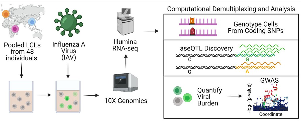 Excited to share our new single-cell GWAS method: scHi-HOST! Simultaneous genotype assignment, influenza quant, eQTL analysis from a single “pandemic-in-a-tube” assay. Discovered ERAP1 G346D associated with flu burden in cells and human challenge biorxiv.org/content/10.110…