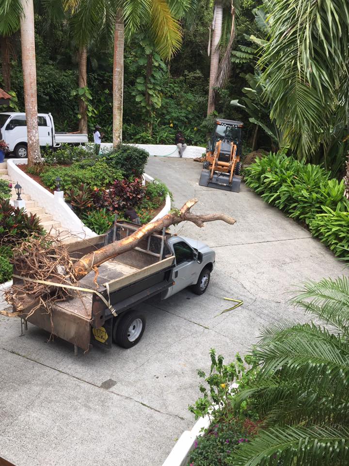 theMMlalaland's tweet photo. If you live in the Caribbean your yard is usually filled with tropical plants... trees...and it's beautiful...
Pics by my family back home...
#Nature #Caribbean #Genips #Bananas https://t.co/VnI12JBNkL