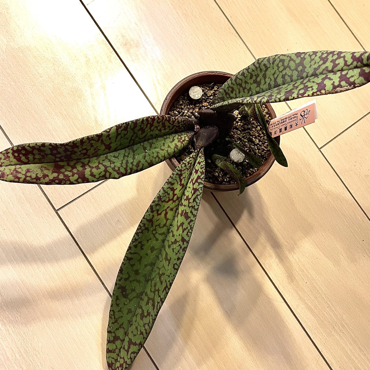 shima_shima_zeb's tweet photo. 何年か前に関西らんフェスタで買ったサイコプシス。葉模様が表裏共に美しくて花も凄いんやけどここ数年咲いてくれない。
子株が3つ取れそう(´ω`)
#Psychopsis (Pyp.) Mendenhall 'Hildos' FCC/AOS https://t.co/o3p8Cs7dld