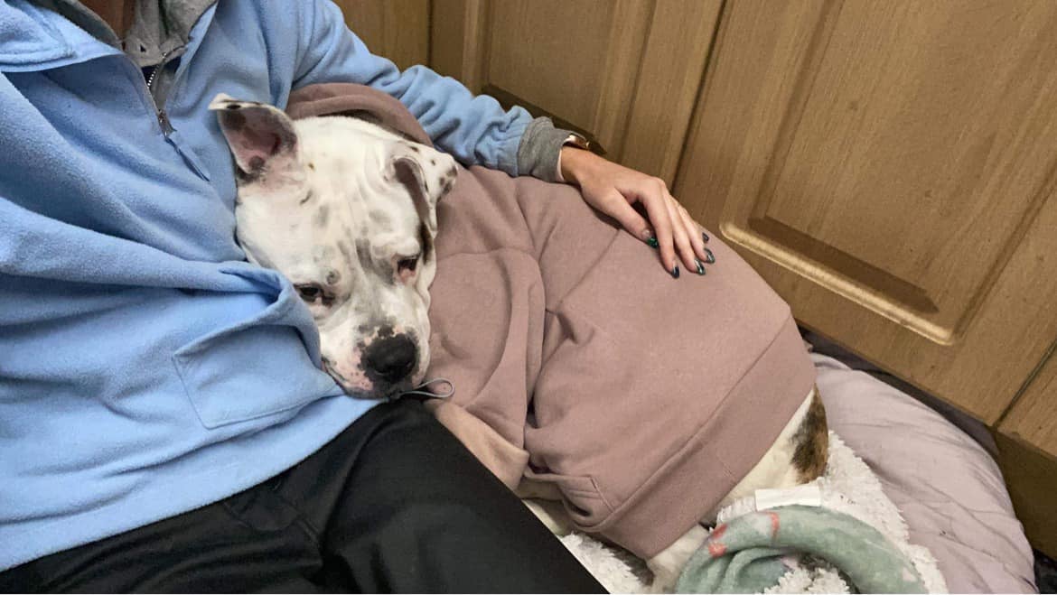 epsomcanine's tweet photo. Nicky, old-tyme bulldog cross, aged 3, came in a stray. She's affectionate &amp; loves zoomies around the field. 
She needs a forever home within 20 miles radius of J8 M25 Surrey UK. Limit set as tiny charity of volunteers offering lifelong support if needed. 
https://t.co/PpATSLBQCX https://t.co/DnTtUbNBCe