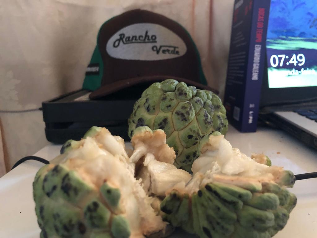 LuckPMamute's tweet photo. Eu chamo de pinha, outros chamam de ata... O importante é que eu amo essa fruta! Obrigado, Rancho Verde, pelo presente.
#ranchoverde #VacinasSalvamVidas https://t.co/2W5WMTO949