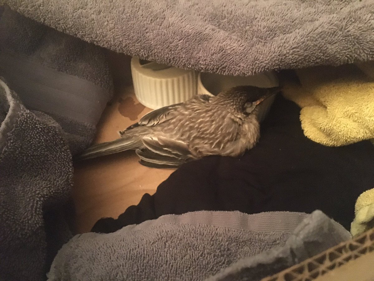 natachasuttor's tweet image. This is Hermione the Honeyeater (could also be Harold the Honeyeater), rescued at Yokine Open Space today as they have a broken wing and leg. Currently napping in my kitchen, will be taken to the Unusual Pet Vet tomorrow #australian #nativebird #nativefauna #australianbird