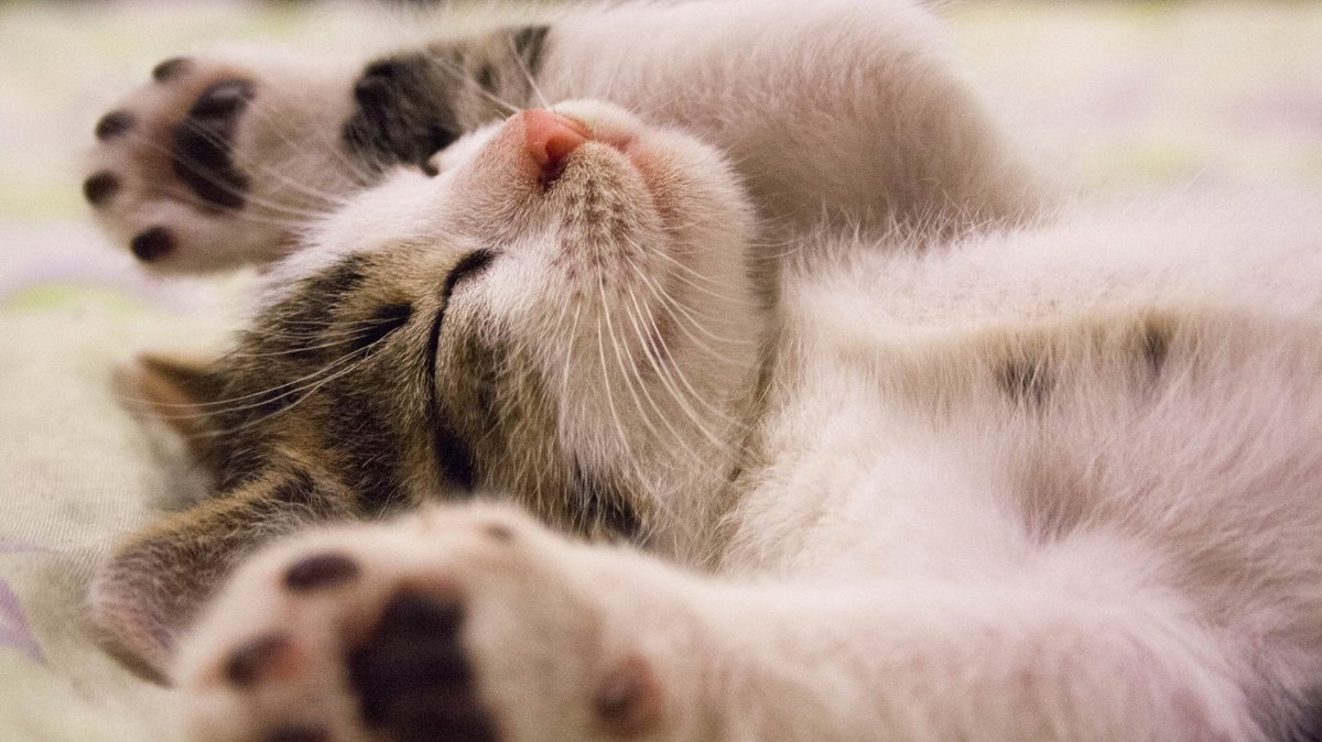 TodoCatWD's tweet photo. I actually don't want to work today. So I don't.
#belikeacat https://t.co/TzL2O2RzfT
