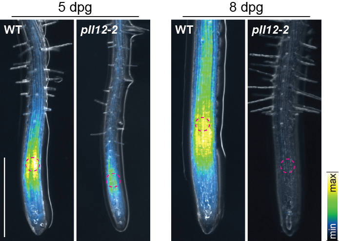 Lothar Kalmbach tweet media