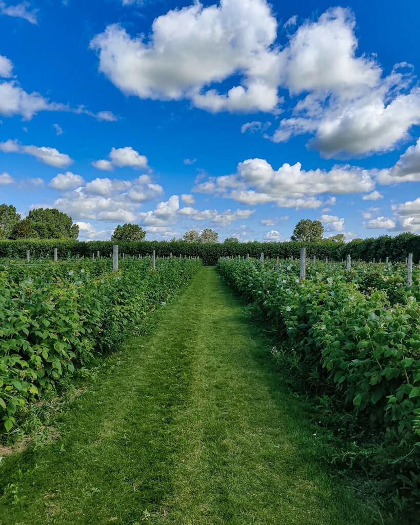 sujithselvanpy's tweet photo. Berry aisle..

#instagood #nature #trees #plants #fruits  #naturelovers #naturephotography #skyline #cloudscape #farm #groovefarm #berrypicking  #travel #travelphotography #travelgram #instatravel #travelingram #photography #photooftheday #picoftheday #oneplus7t #oneplusphoto… https://t.co/Y0BSJjE56f