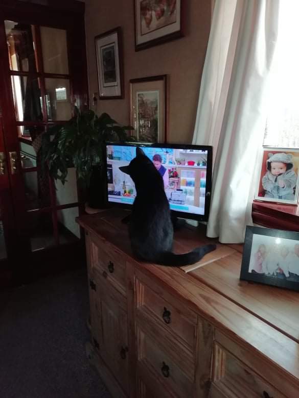 marshgate4's tweet photo. @jamesmartinchef my Mum's cat watching you cook chicken this morning on TV. You're certainly keeping her entertained! https://t.co/nMaYWEC8Rd