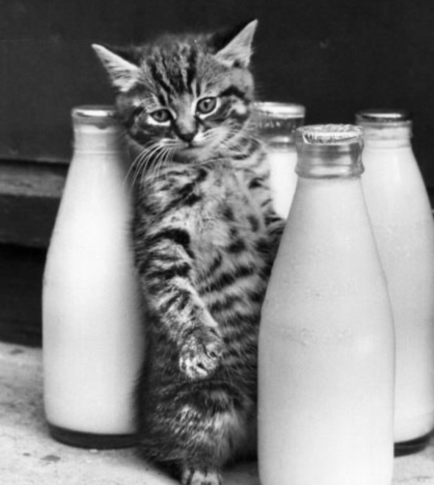 Котик с молоком