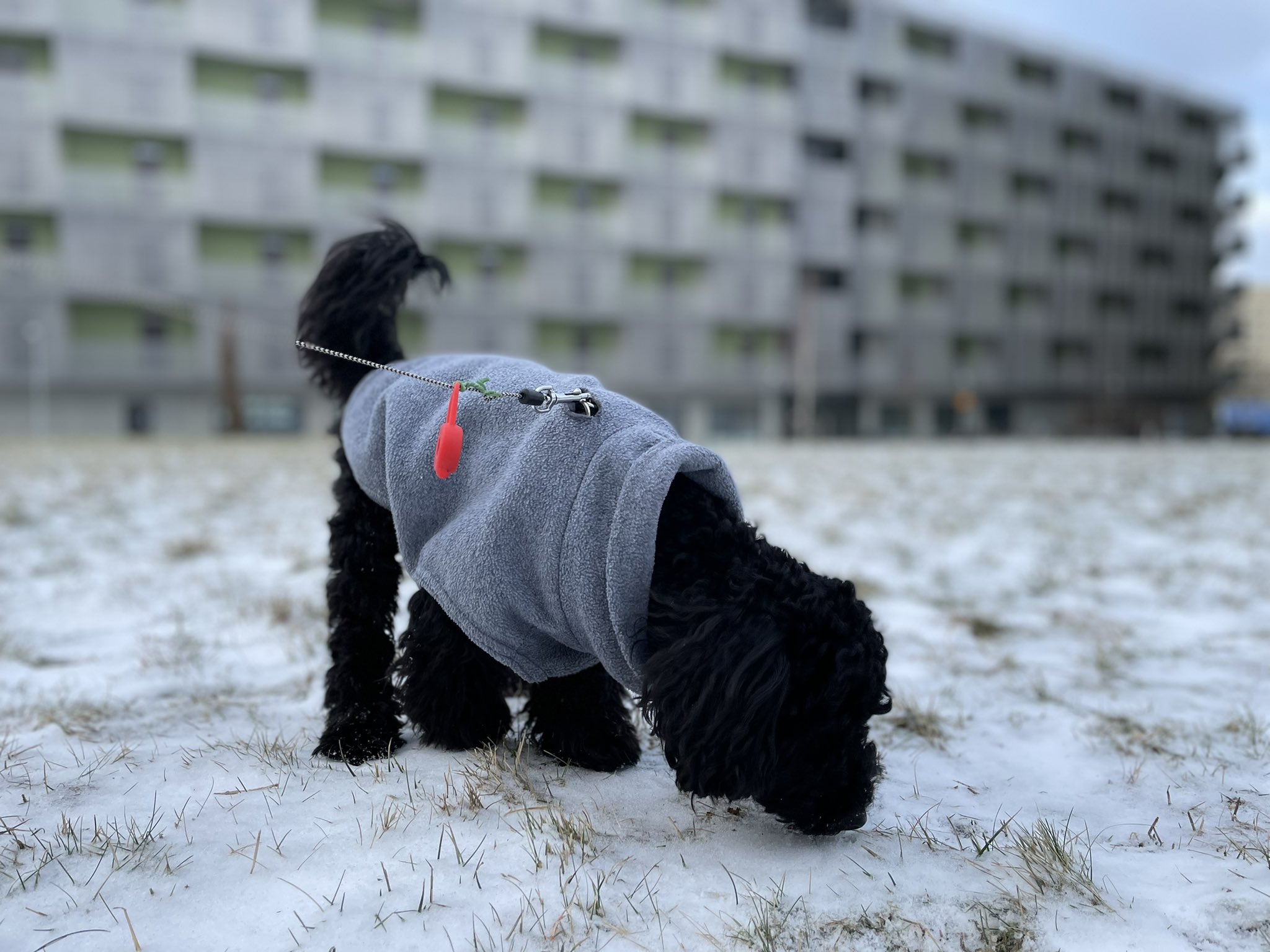 北欧トイプ Sthlmdoglife Sthlmdoglife Twitter