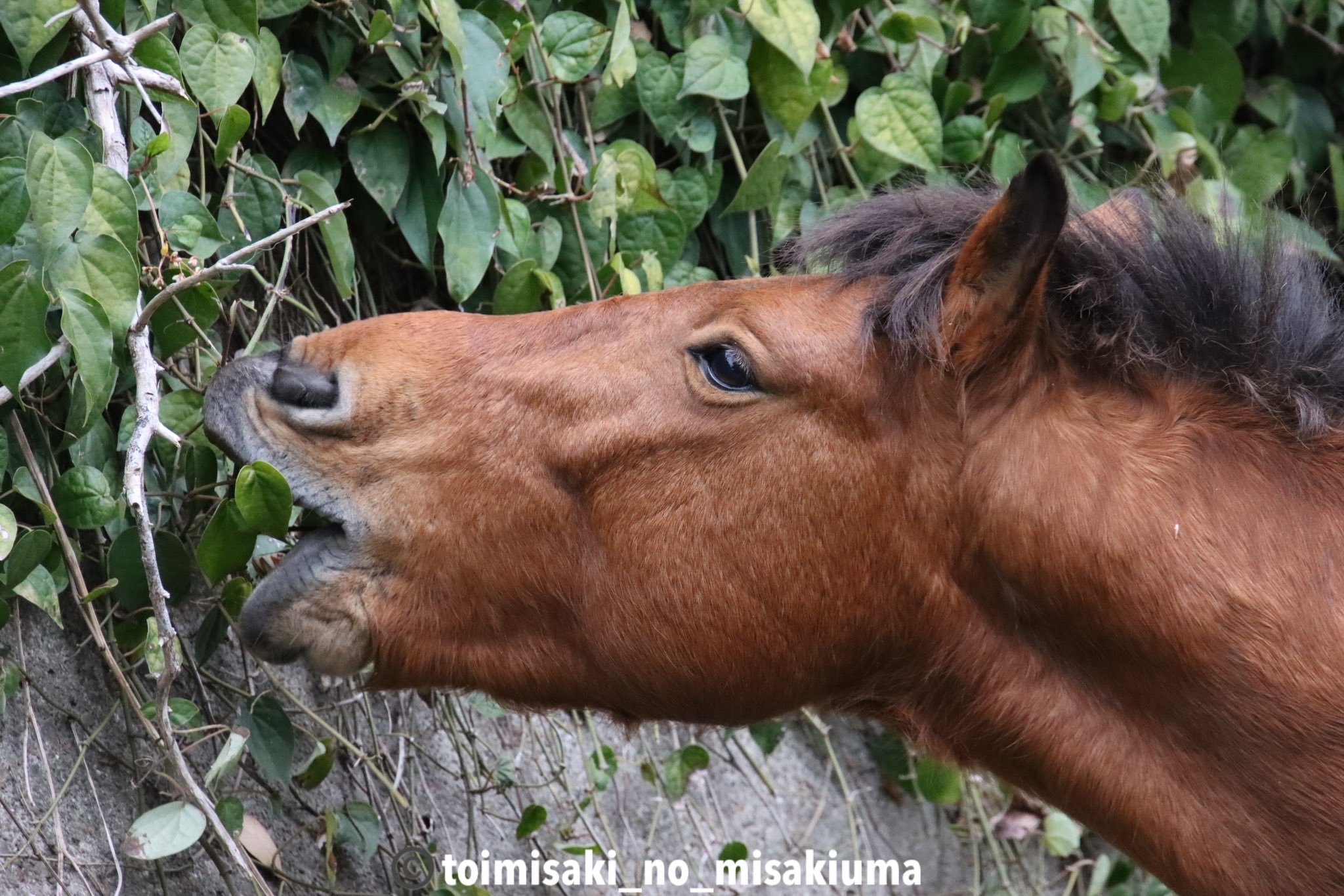 御崎馬の写真を載せるよ Toimisaki Horse Twitter