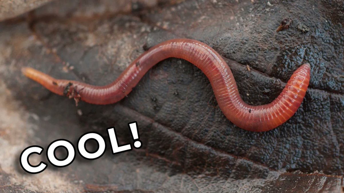 nomorerobotshq's tweet image. Introducing our new line of "environmentally friendly worms" NFTs!

These worms are great for the environment! They eat poop, create natural compost, AND help fight global warming!

The NFTs themselves are...ok. Those are ruining the planet a bit. But look at them aren't they FUN