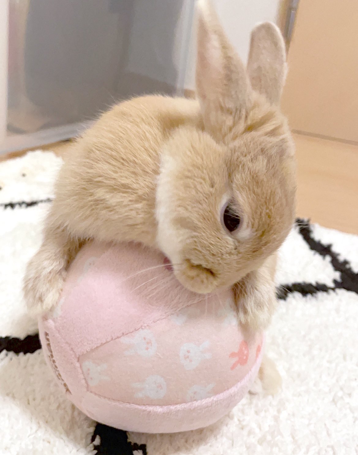 うさぎのプティ Petit Mfmf Twitter