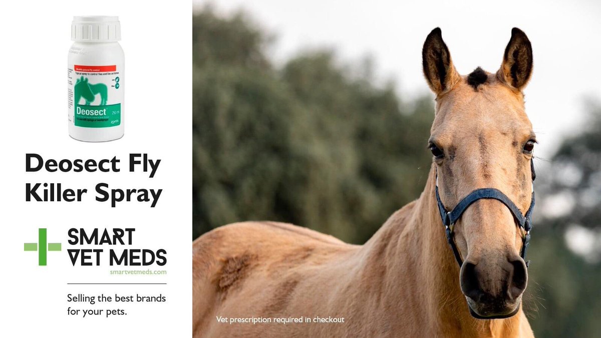 Give your horse a piece of mind by spraying Deosect fly spray.

Buy now: smartvetmeds.com/products/deose…
 
#SmartVetMeds #PetPharmacy #PetCare #PetSupplies #Horse #HorseSupplies
