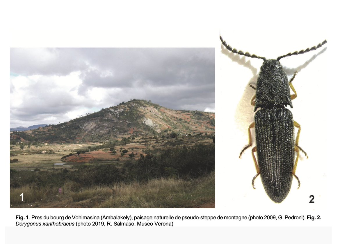 Latest contribution by our member Guido Pedroni. Congratulations!! Notes écologiques sur Dorygonus xanthobracus Candèze, 1859 de Madagascar (Coleoptera: Elateridae) PDF here: researchgate.net/publication/35… #biodiversity #biology #conservation #insects #coleoptera #elateridae