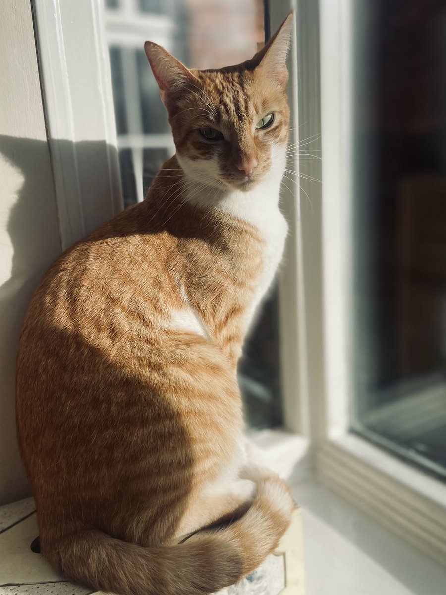 izziearrows's tweet photo. Just some nice (serious, for once) pictures of the kids x #dailyspaghetti #featozzie #cats #catsoftwitter #siamese #siamesecross https://t.co/kXqwCzfCkq