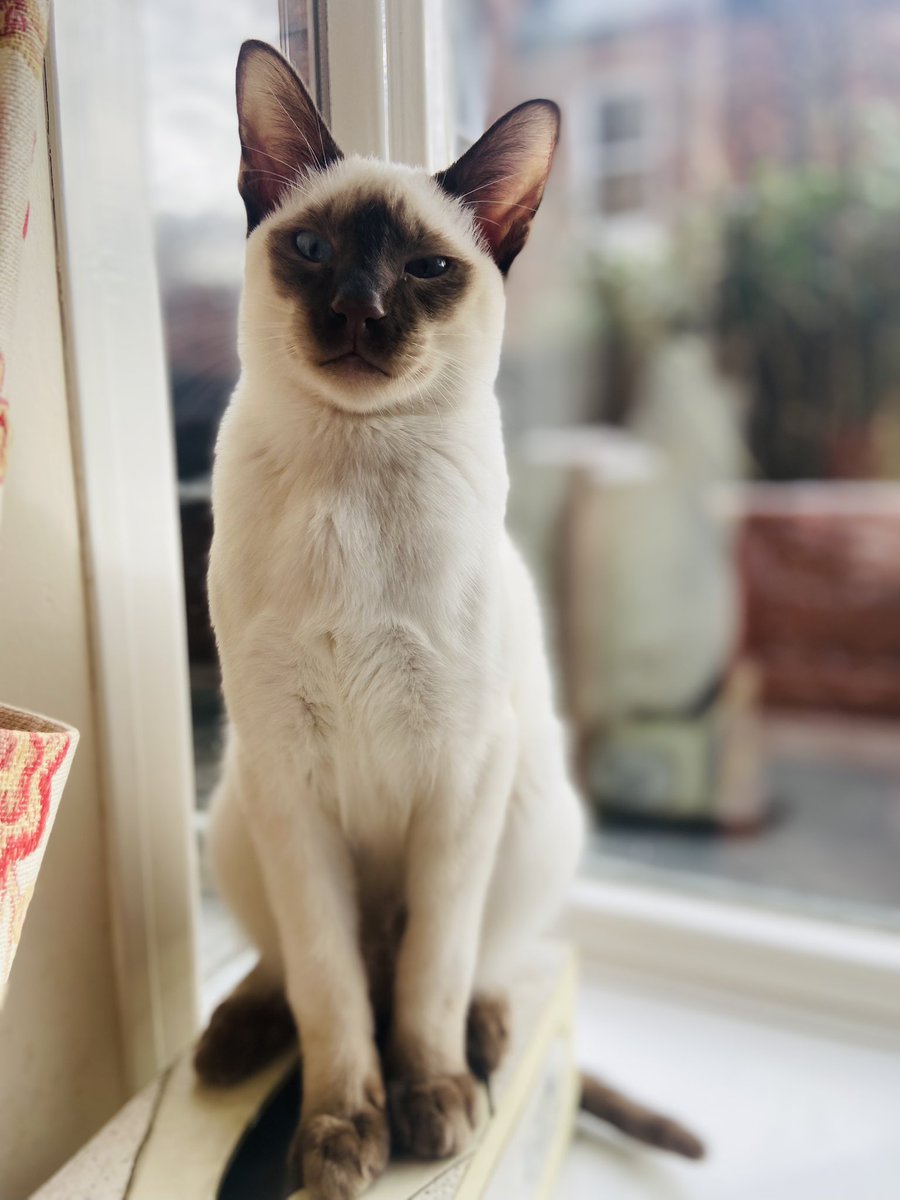 izziearrows's tweet photo. Just some nice (serious, for once) pictures of the kids x #dailyspaghetti #featozzie #cats #catsoftwitter #siamese #siamesecross https://t.co/kXqwCzfCkq