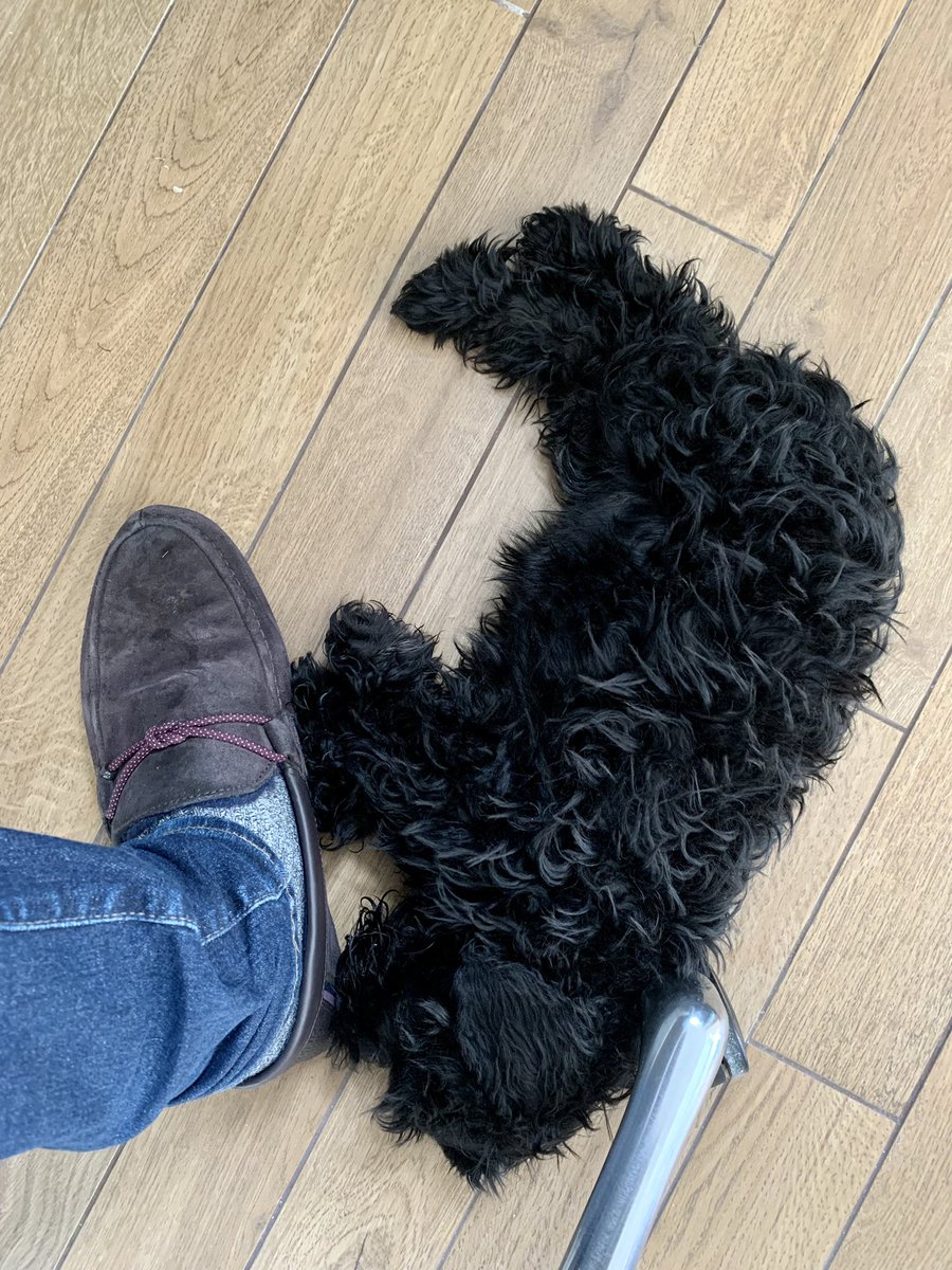 Today I have decided to sleep in awkward spaces. Let’s see how they deal with this. It’s their own fault for doing this “I have to work” stuff rather than playing. #SchnauzerGang #DogsofTwittter