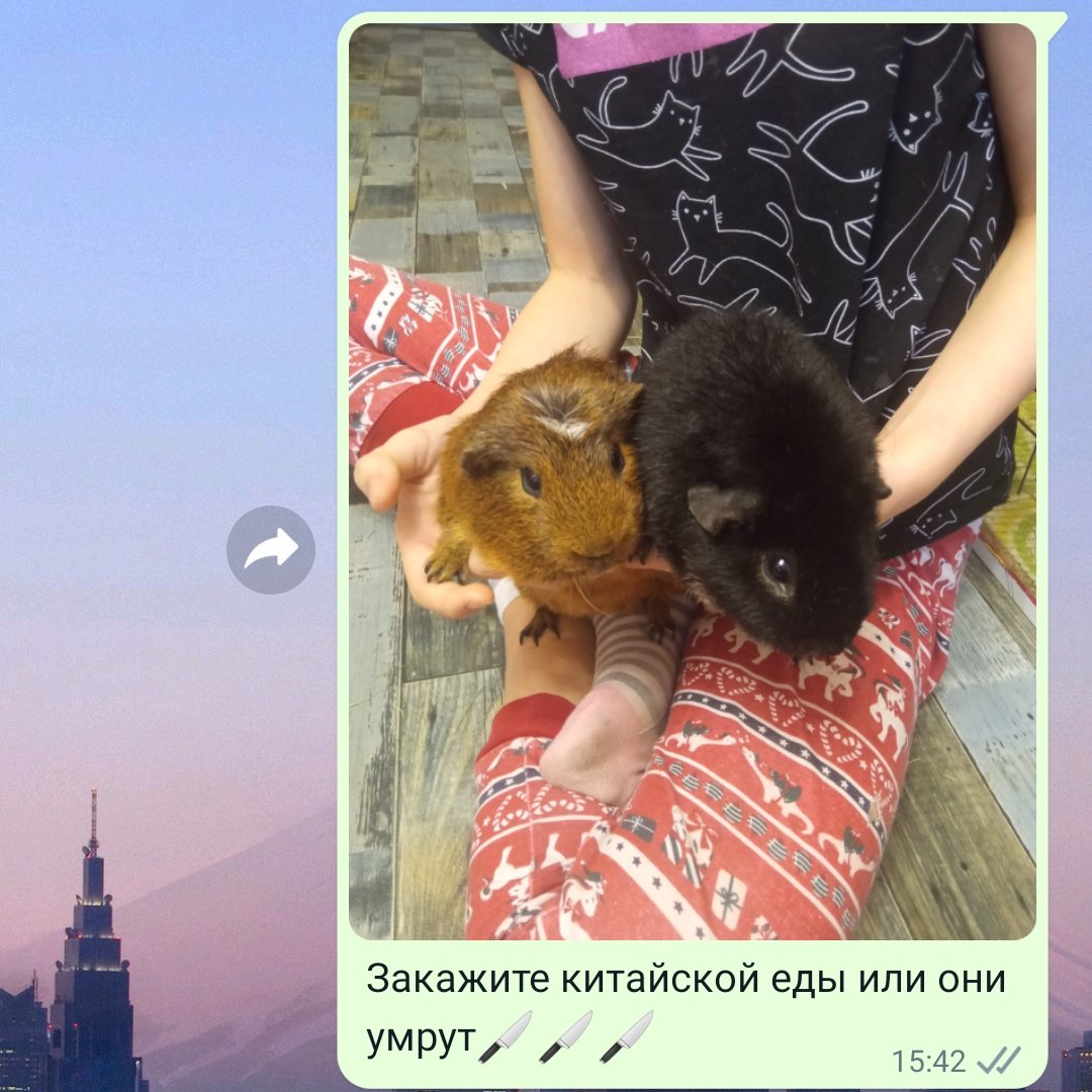 А что они хотели, чтобы я сделала? Пришла к хомякам и поставила их в угол? Я решаю свои проблемы жёстко и радикально. Они прекрасно понимали, что я собираюсь их убить, но они не остановили меня.