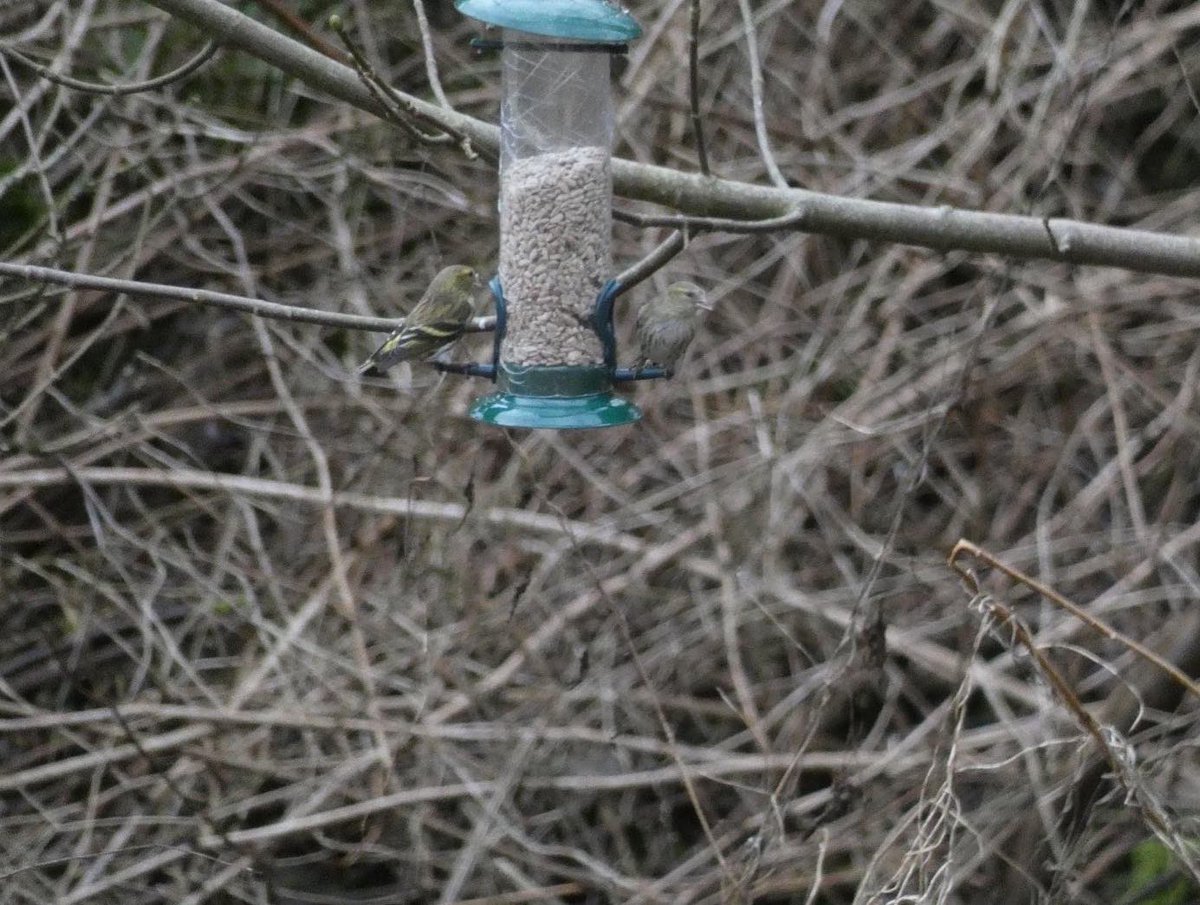 LowtonDelboy's tweet photo. Some of my highlights doing the #BigGardenBirdWatch 
day1 - 15  varieties, day2- 8, day3 x 7
The deteriorating weather had a big effect here in Perth @RSPBScotland https://t.co/aKYJCCUQZt