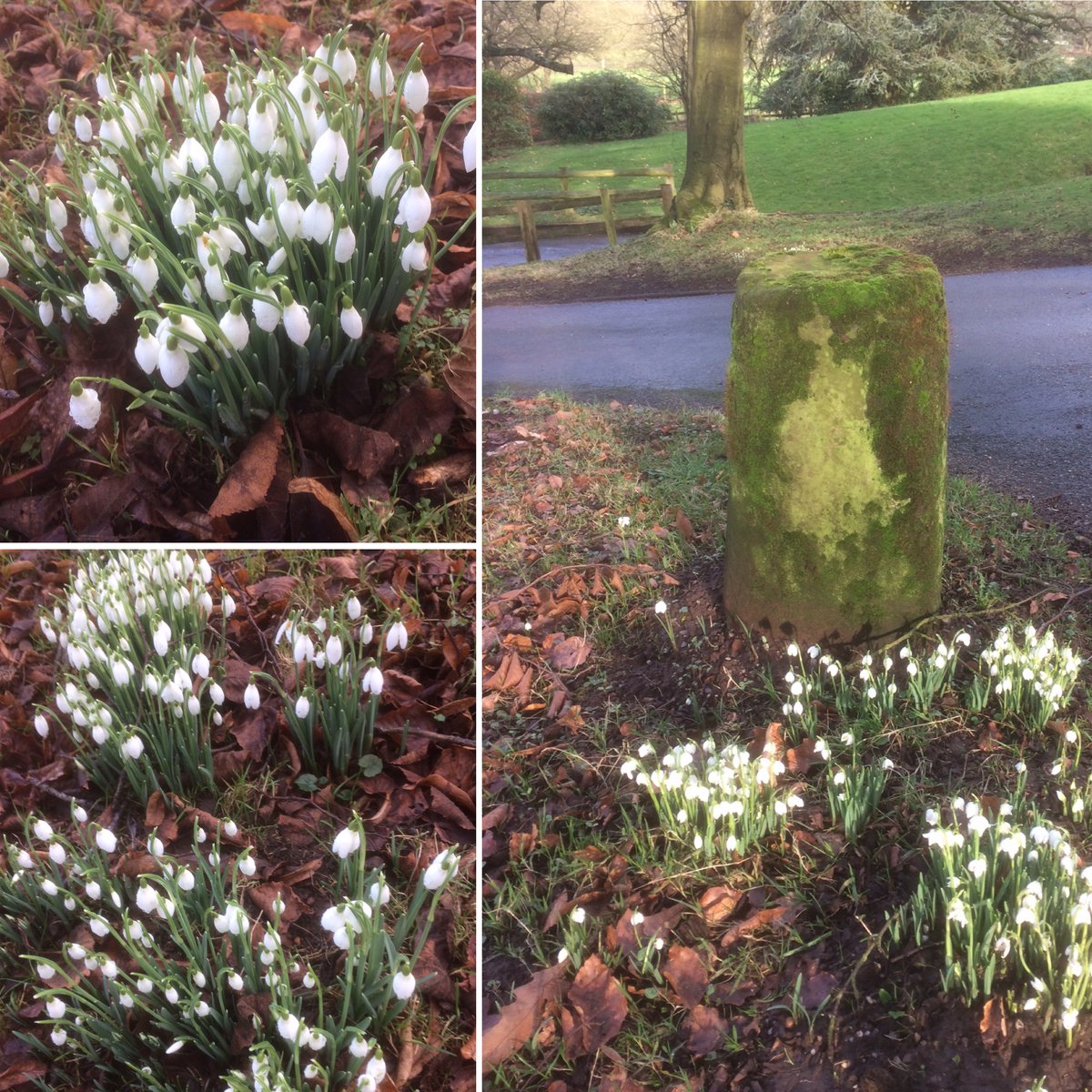 'The first signs of Spring, always makes my heart sing' S. Brown We couldn't say it better ourselves - come and visit us this February and stay for a guided house tour and freshly brewed coffee ☕️
Call 01562 887290 / hagleyhall.com/whats-on
#WorcestershireHour #Spring2022 #Spring