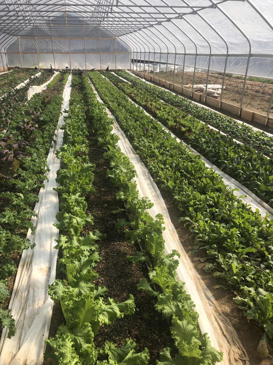 Dodofarms tweet media