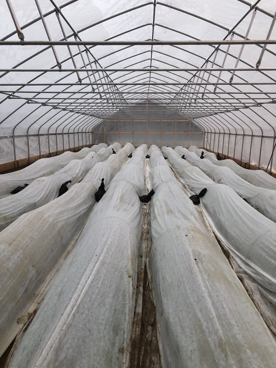 Dodofarms tweet media