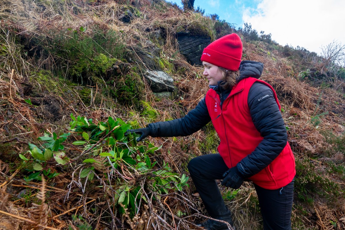 MarsdenmoorNT's tweet photo. A huge thank you to everyone who braved the weather this weekend and helped on our ranger day - removing invasive rhododendron in the Wessenden Valley. 
Our next event is the 26th February, when we'll be planting sphagnum moss. Find out more; https://t.co/04bZU6NM89 https://t.co/C33yl99htN