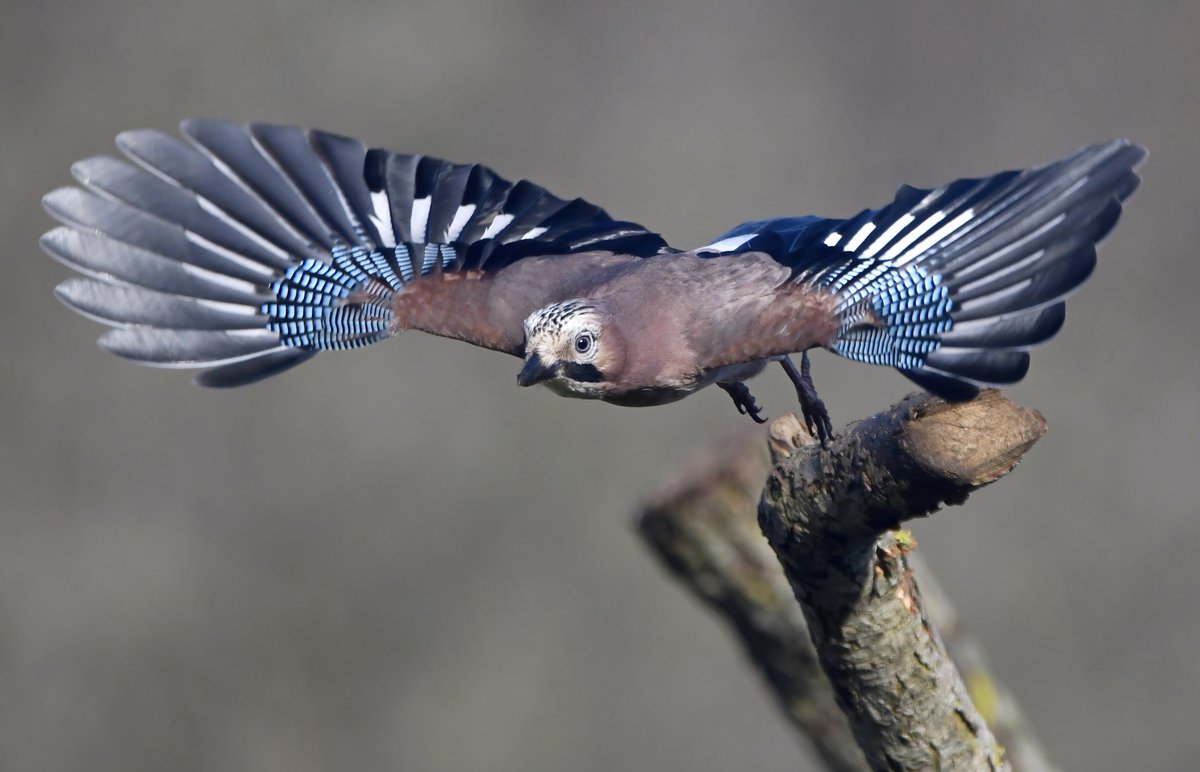 Jay take off! 😀
 Love the wings! 😍
Taken yesterday at Shapwick in Somerset.
#TwitterNatureCommunity 🐦