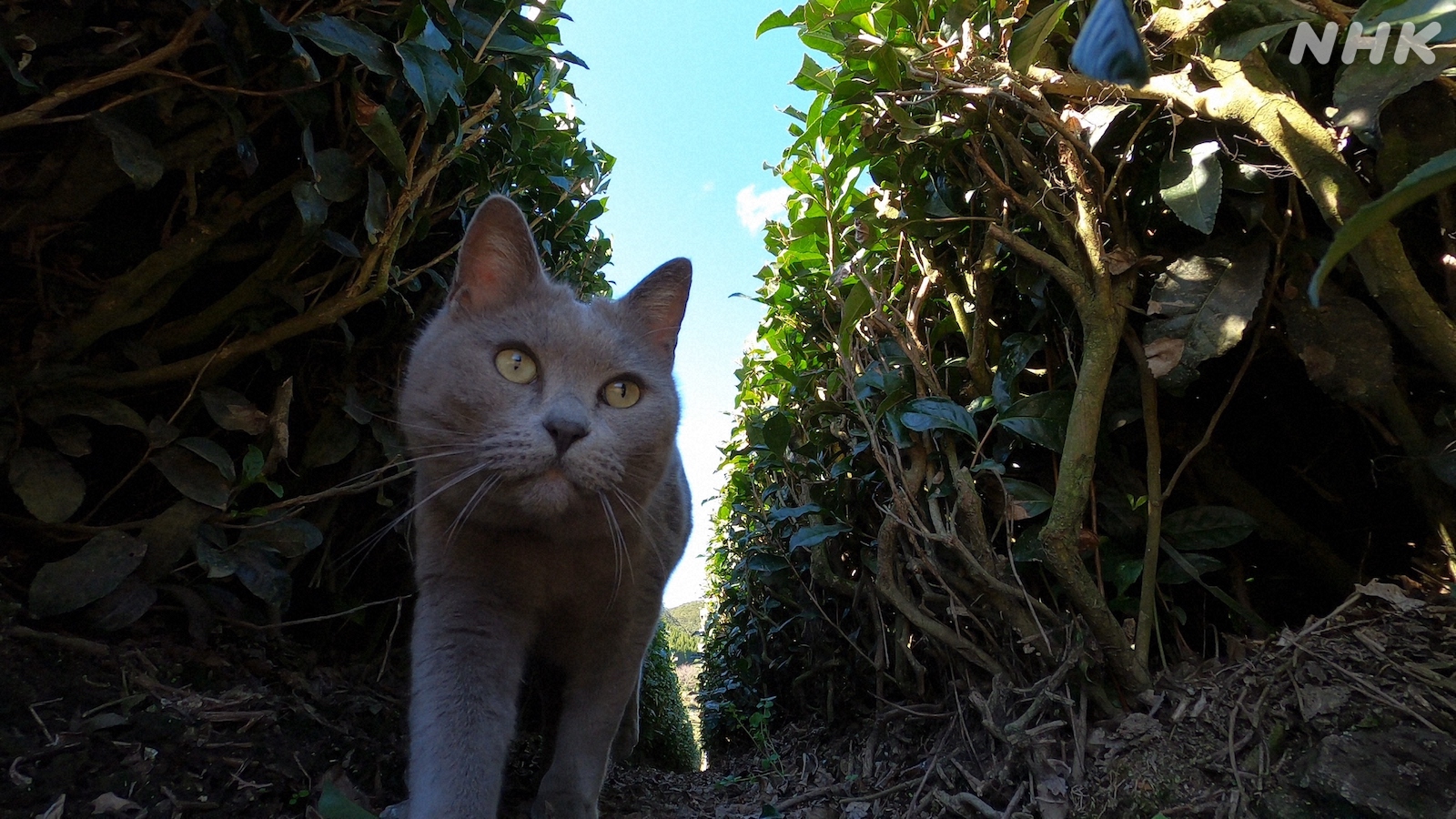 Nhk広報局 鹿児島のﾆｬﾝたち 知覧茶の農家で 共同浴場で そして 犬好きで知られる西郷隆盛の墓にも います 酒蔵の芋焼酎をネズミから守るネコ なんても登場するようです 岩合光昭の世界ネコ歩き 鹿児島 2 1 火 夜10 00 Bsp Bs4k