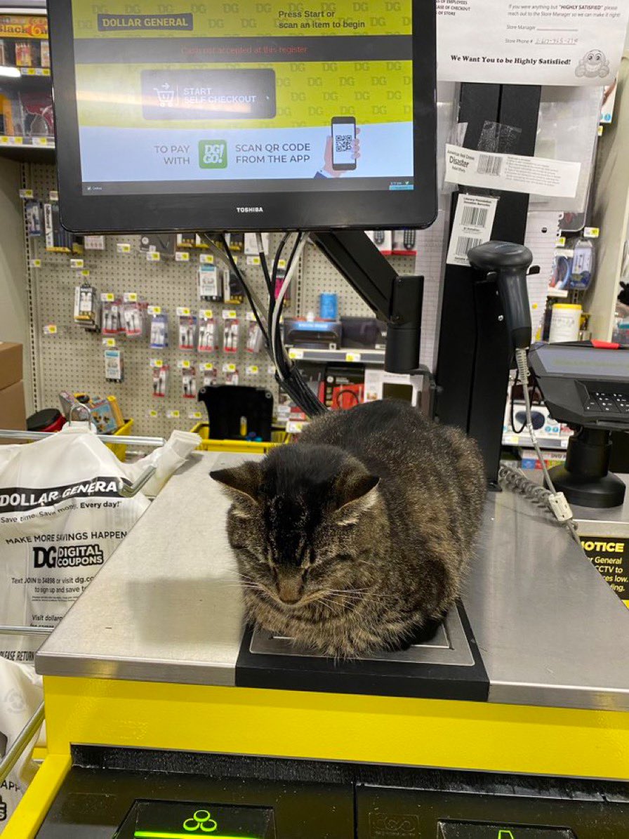 Bodega Cats (@bodegacats_) on Twitter photo 