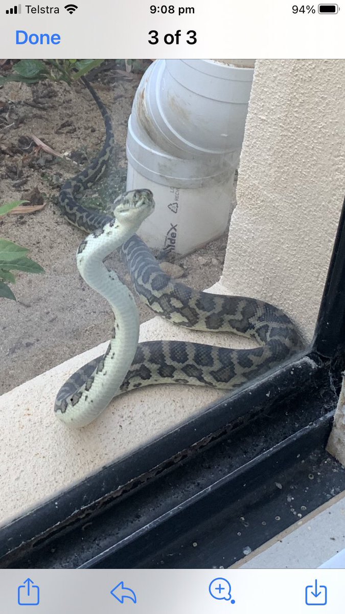 Spending a few days down south of WA

Had this falla come up to the window today and say hello

Any snake wranglers know what breed he is in case he is back tomorrow?
 #bouta_nt 

Happy days 😊