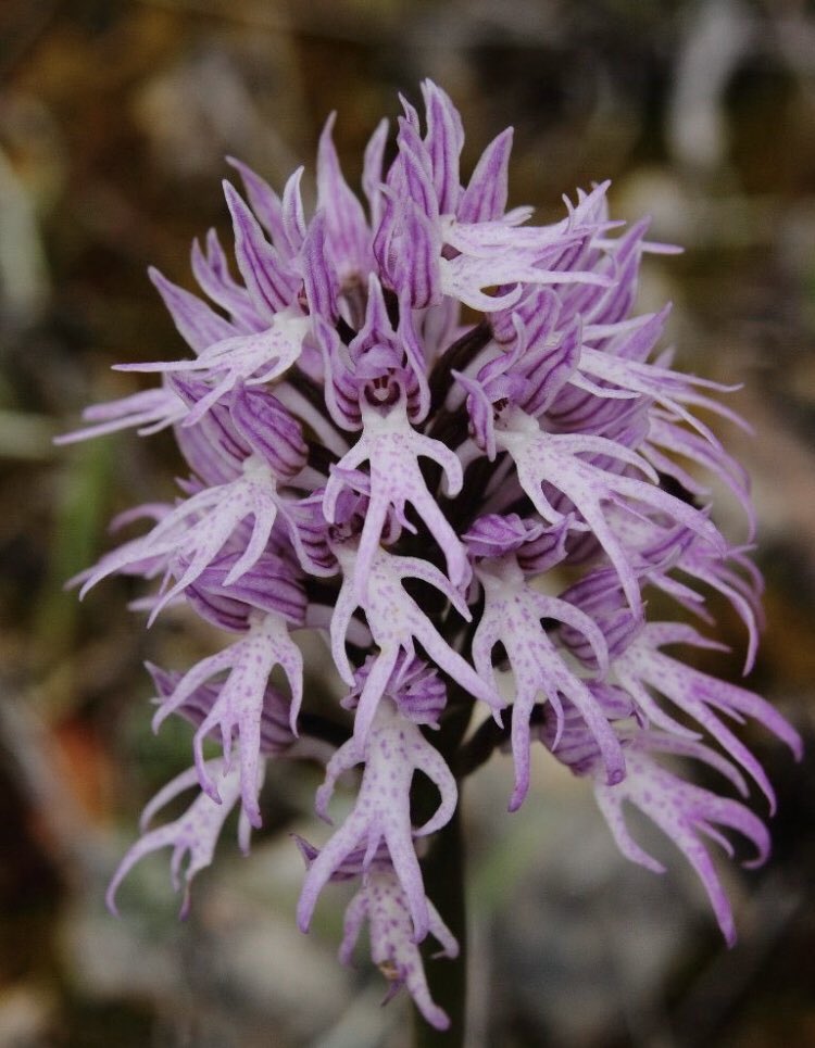 alexa1163's tweet photo. Scopro che esiste un'orchidea chiamata"uomo nudo", abbastanza divertente da svoltarmi il pomeriggio. https://t.co/erwNlw1hm0