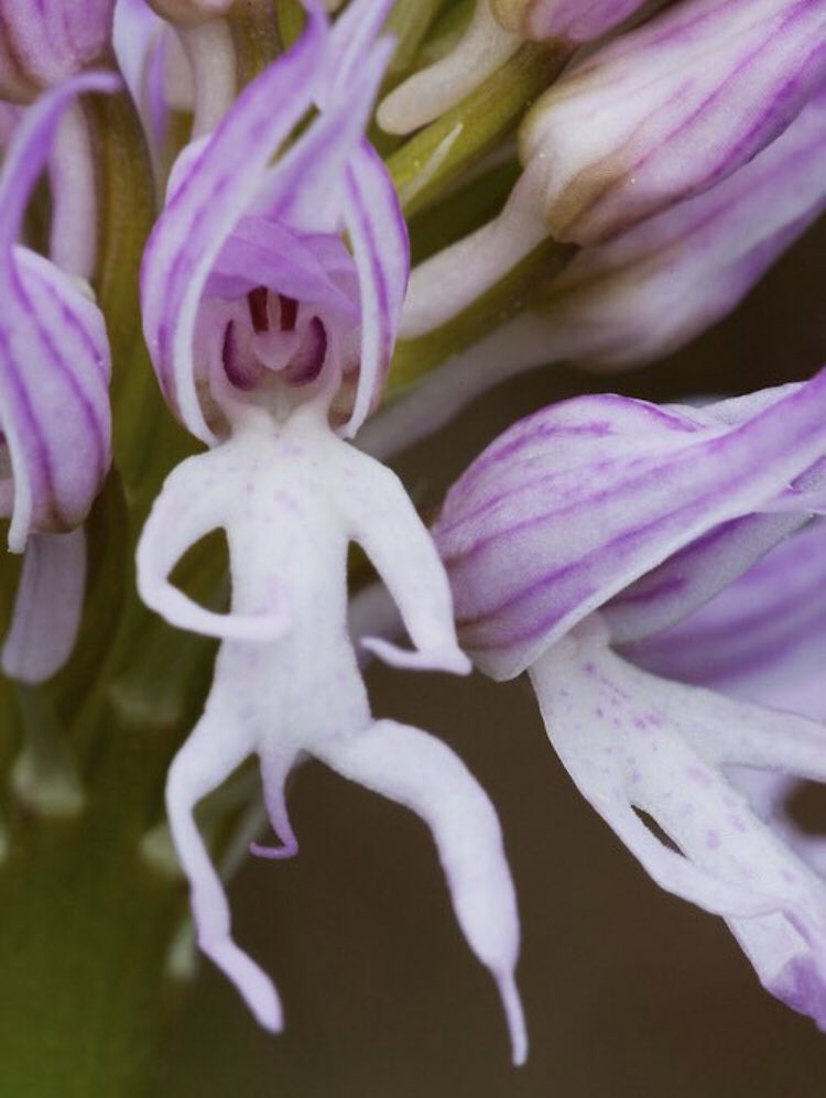 Scopro che esiste un'orchidea chiamata"uomo nudo", abbastanza divertente da svoltarmi il pomeriggio.