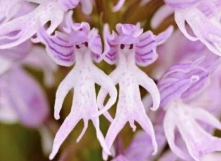 alexa1163's tweet photo. Scopro che esiste un'orchidea chiamata"uomo nudo", abbastanza divertente da svoltarmi il pomeriggio. https://t.co/erwNlw1hm0