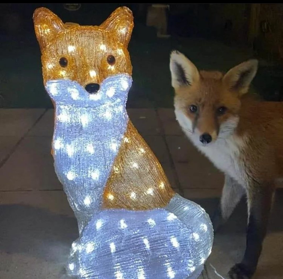 🦊 Foxes tweet media