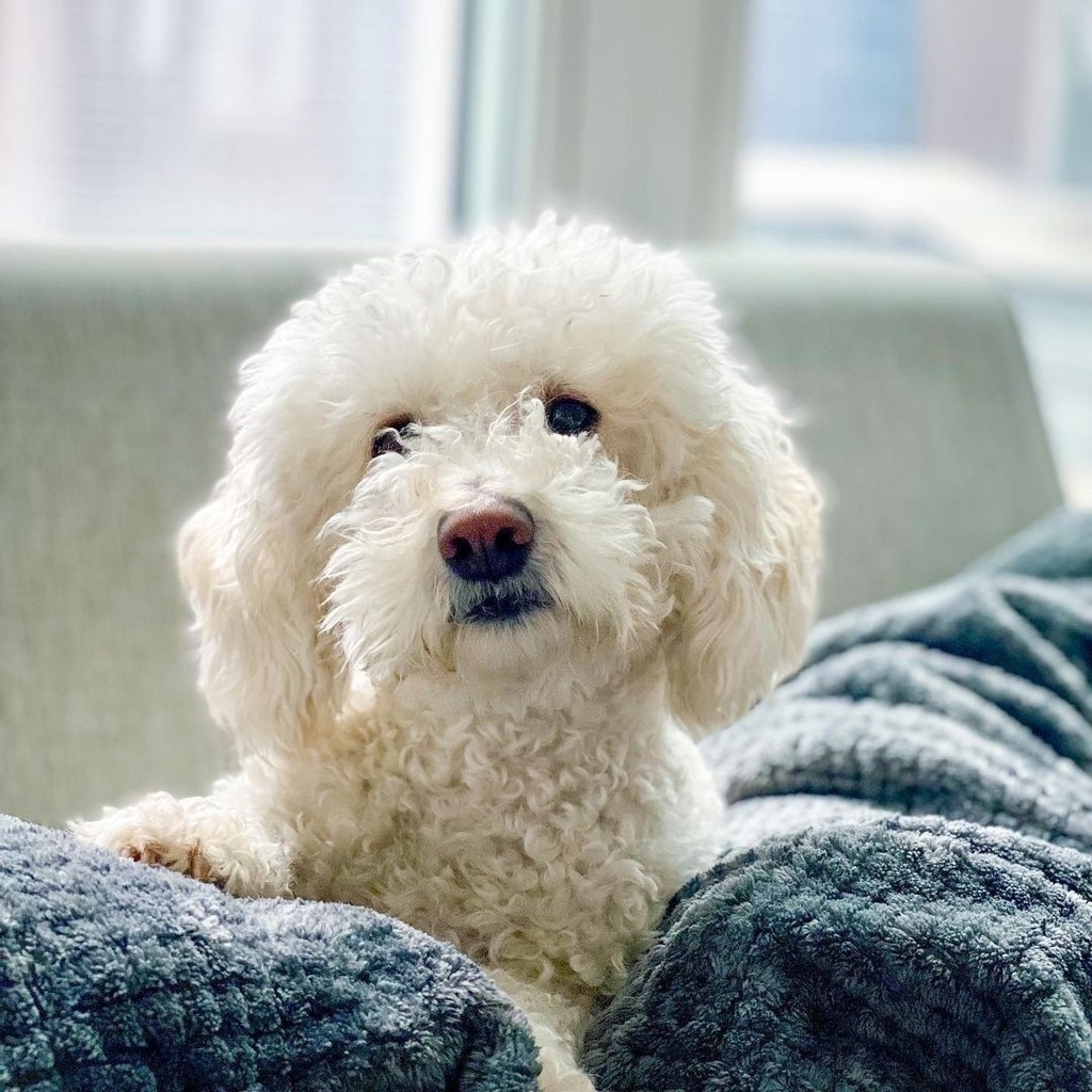 cowboymagic's tweet photo. Monday Mood 🤨😴
Photo by @thebarkingdoodles
"When you wake up and realize it's Monday😭
#MilotheMaltipoo #maltese #poodle #maltipoo #furry #whitefur #chowchow #sfdog #sanfrancisco #citydog #puppiesofinstagram #dogsofinstagram #cow… https://t.co/wiHbxKnvSn https://t.co/xL9EqE9XN0