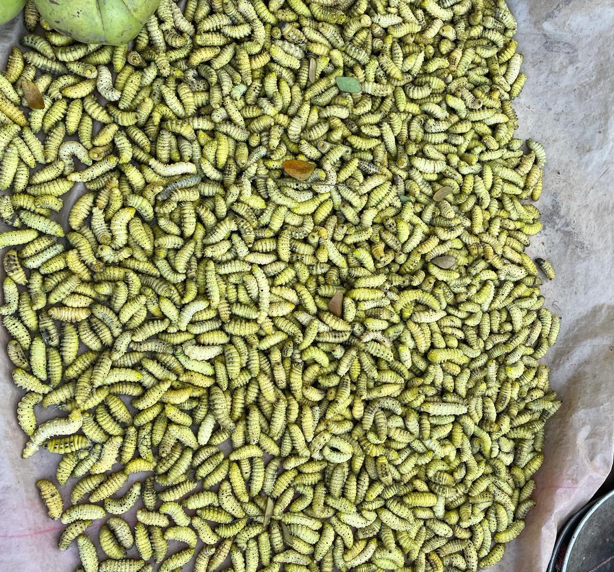 oineetom tweet media