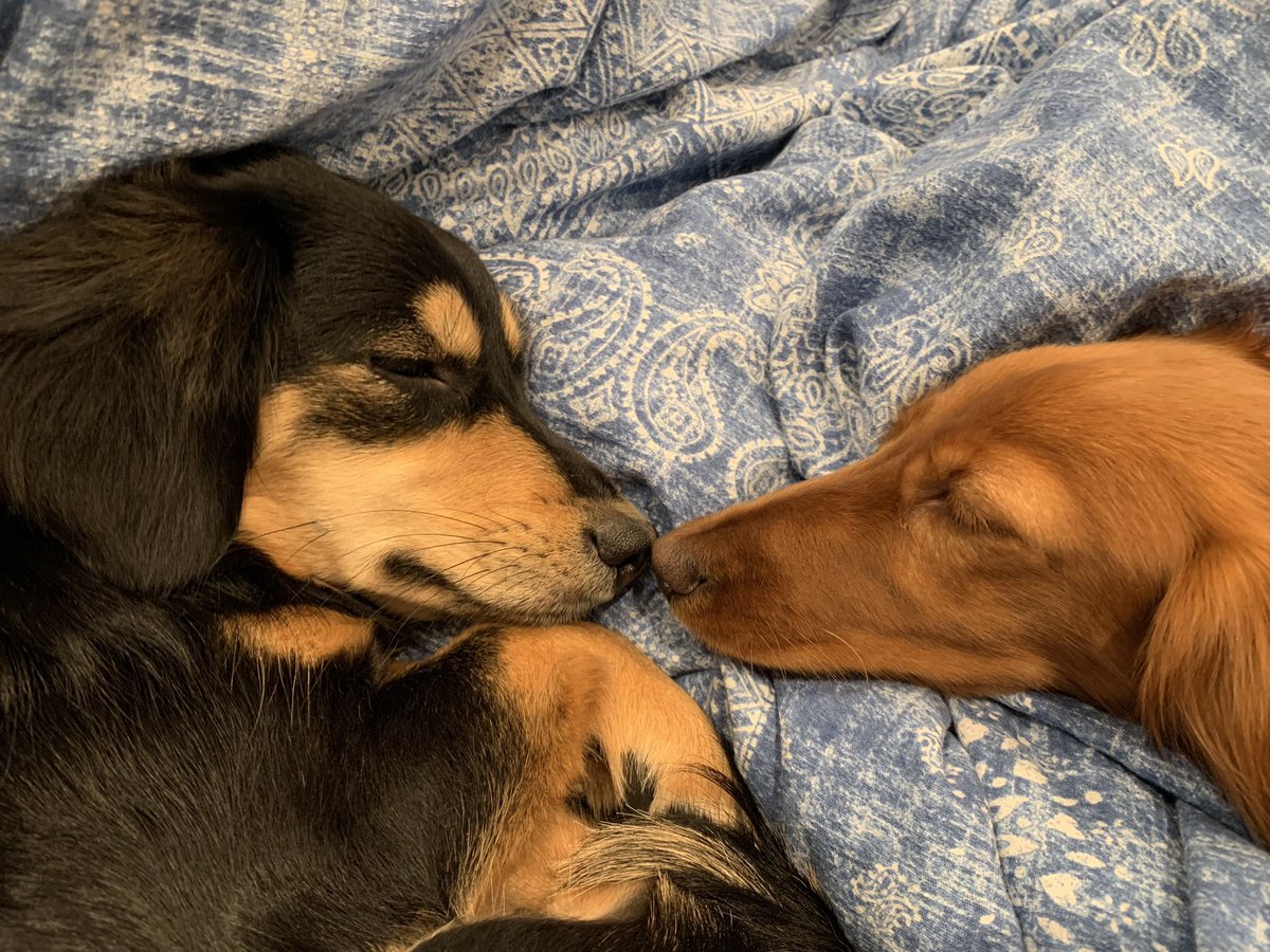 ダックスのもも🐶 (@MoMo_no_oya) / Posts / X