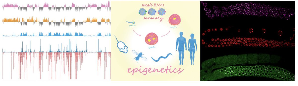 📣@cecerelab is hiring!
🧬🔬Are you interested in #chromatin, #smallRNA #biology, and #epigenetics? We are looking for a @postdoc with expertise in #biochemistry and/or #genomics for our @ERC_Research projects @institutpasteur in #Paris.  More info here:
research.pasteur.fr/en/job/postdoc…