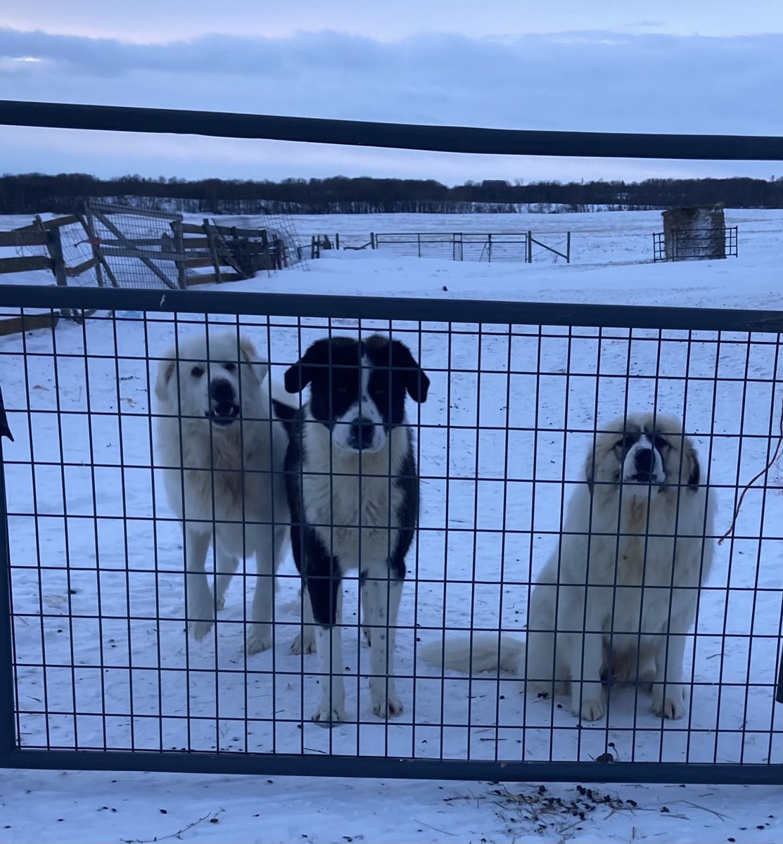 SundanceFarms's tweet image. The gate greeters. #WestCdnAg #PredatorControl #Dogs