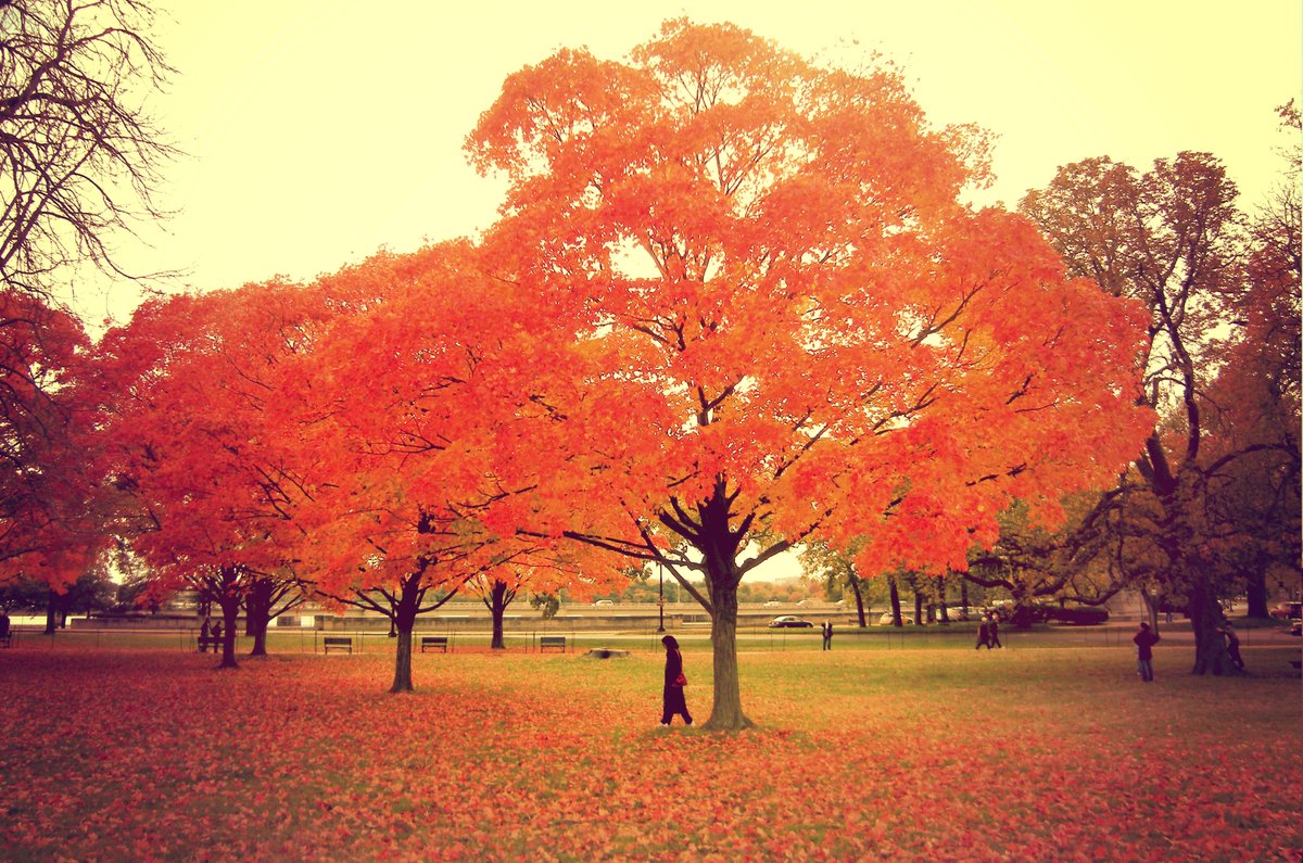 Цвет деревья осенью. Цвета осеннего дерева. Деревьев осенний мягкие оттенки. Колор для дерева. Экологическая экскурсия «деревья осенью».