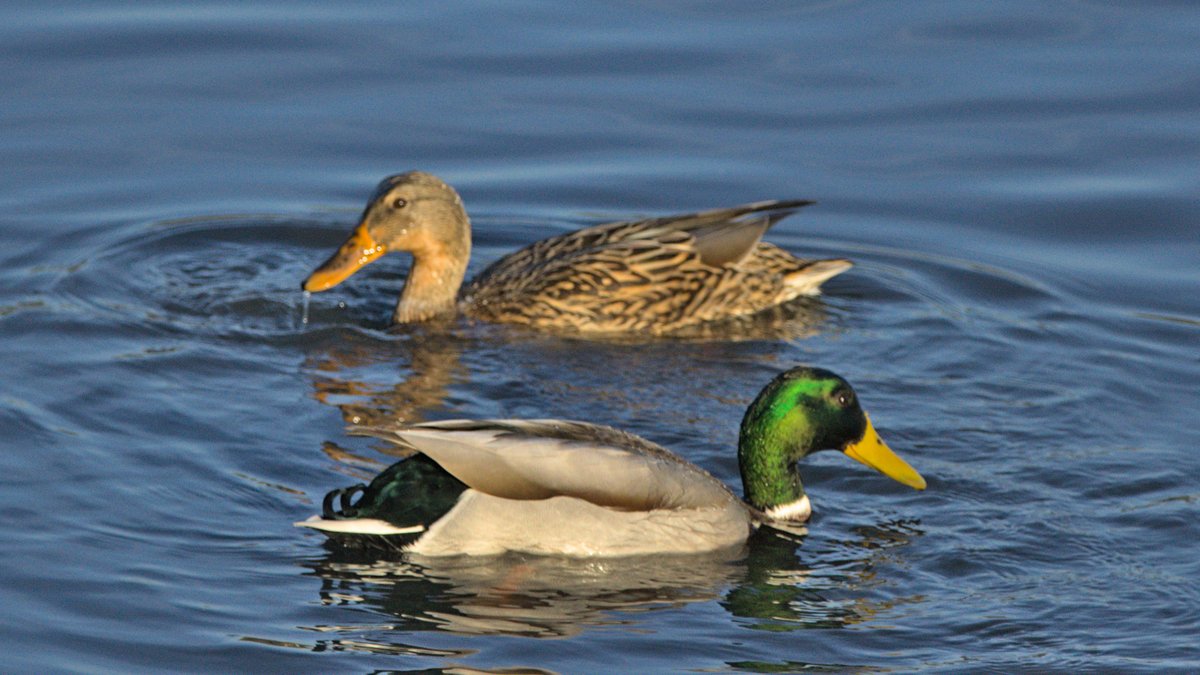 TheUniqueSphere's tweet photo. Mr &amp; Mrs Mallard
#birding #birdwatching #TwitterNatureCommunity #birdphotography https://t.co/XBCMmj5ZMM