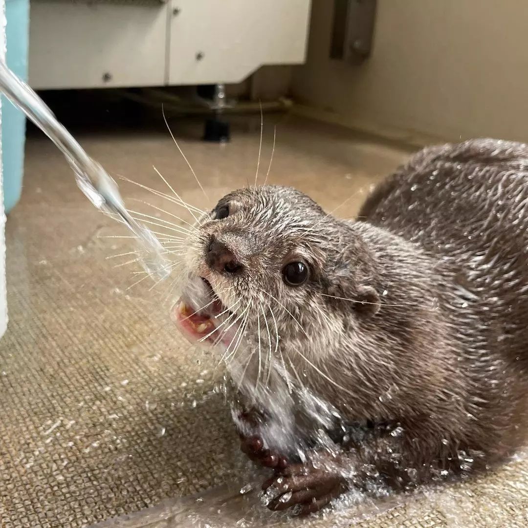 otteritarian's tweet photo. Private Pawl is staying hydrated. Are you? https://t.co/bJhgIZBKi1