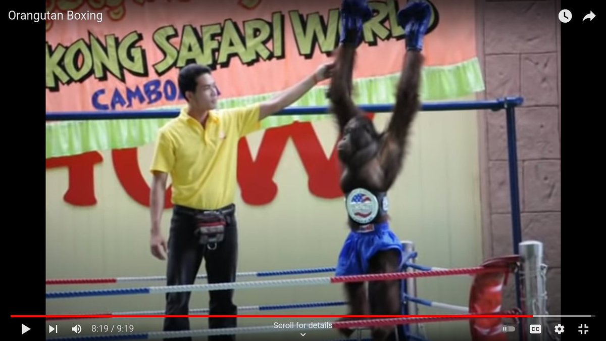 gray_0000000's tweet image. ORANGUTAN WON BOX ING😲😼