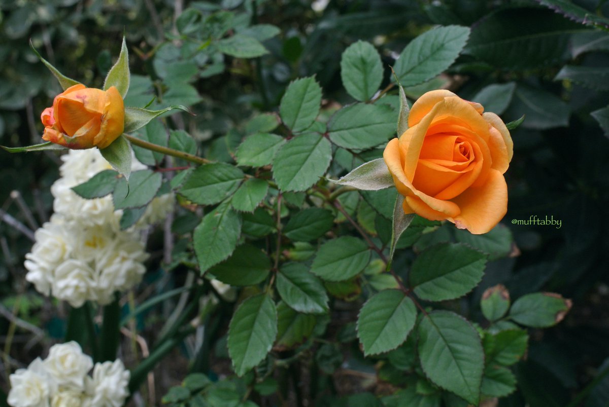 mufftabby's tweet photo. おはようございます。
色が一番好きな #ミニばら
1本にお花がたくさん咲いて頭が重い八重咲き #ペーパーホワイト もミニばらに支えてもらっています。
#DoubleDaffodil 'Erlicheer' #Paperwhites #Paperwhite
#MiniatureRoses #Rose https://t.co/ZsSn6Yprgi